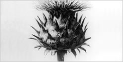 Thistle